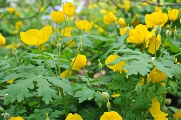 Celandine Poppy Bulbs - 5 Pack Stylophorum Diphyllym - Spring Flowering