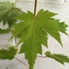 Celebration Maple Tree Plant 6-12 Inch Tall Qt. Pot