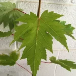 Celebration Maple Tree Plant 6-12 Inch Tall Qt. Pot