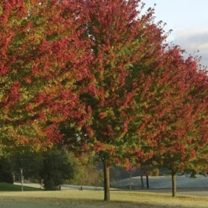 Celebration Maple Tree Plant 6-12 Inch Tall Qt. Pot