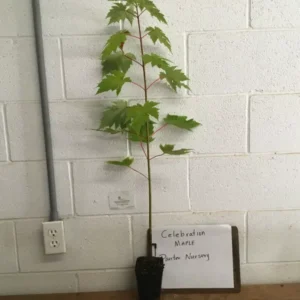 Celebration Maple Tree Plant 6-12 Inch Tall Qt. Pot