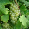Chardonnay Grape Vine - Bare Root Live Plant - White Wine Variety - Preorder