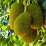 Cheena Jackfruit Tree Grafted Plant - 2-3 Feet Tall - 3 Gal Pot - Tropical Fruit Tree