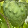 Cherimoya Seedling Fruit Tree Atemoya Plant - 1-2 Feet Tall in Pot