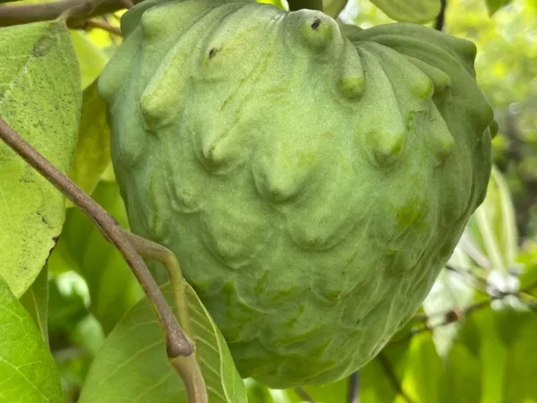 Cherimoya Seedling Fruit Tree Atemoya Plant - 1-2 Feet Tall in Pot