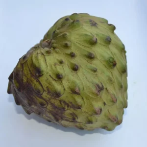 Cherimoya Seedling Fruit Tree Atemoya Plant - 1-2 Feet Tall in Pot