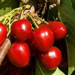 Cherry Compact Stella Tree Red Cheru Fruit Plant - 3 Feet Tall