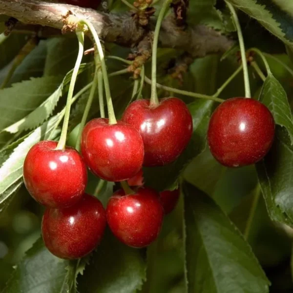 Cherry Minnie Royal Tree - Grafted Fruit Tree - 3-4 ft Tall - 3Gal Pot - Bigger Trunk