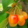 Cherry Rainier Tree Fruit Tree - 3-4 Feet Tall - 3 Gallon Pot - Ready to Plant