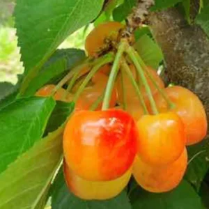 Cherry Rainier Tree Fruit Tree - 3-4 Feet Tall - 3 Gallon Pot - Ready to Plant