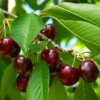 Cherry Tree - Sweet Cherry Fruit Tree 3-4 ft - 3Gal Pot