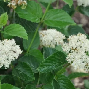 Chicago Lustre Viburnum Shrub Plant 2.5" Pot - Arrowwood Viburnum