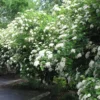 Chicago Lustre Viburnum Shrub Plant 2.5" Pot - Arrowwood Viburnum