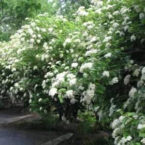 Chicago Lustre Viburnum Shrub Plant 2.5