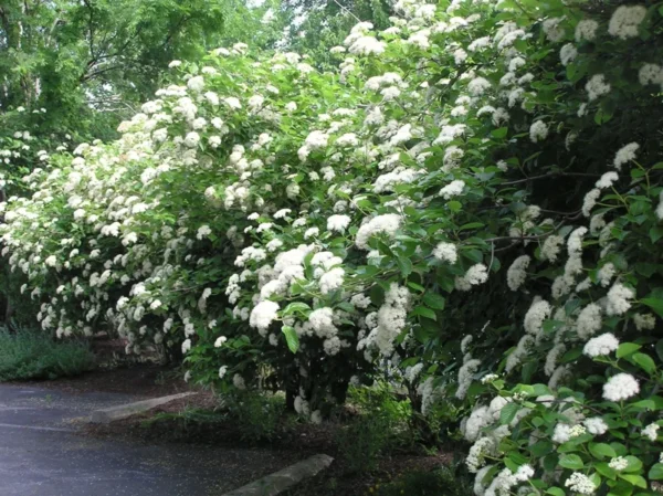 Chicago Lustre Viburnum Shrub Plant 2.5" Pot - Arrowwood Viburnum