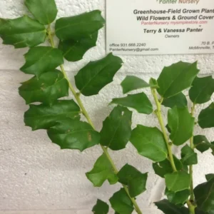 China Girl Holly Plant - Evergreen Shrub - 6-12 Inch - Quart Pot