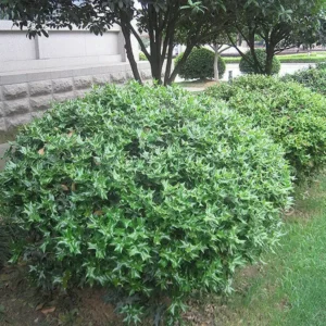 China Girl Holly Plant - Evergreen Shrub - 6-12 Inch - Quart Pot