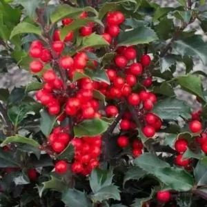 China Girl Holly Plant - Evergreen Shrub - 6-12 Inch - Quart Pot