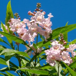 Chitalpa Tashkentensis Morning Cloud Plant - Live Plant 3 Ft Tall
