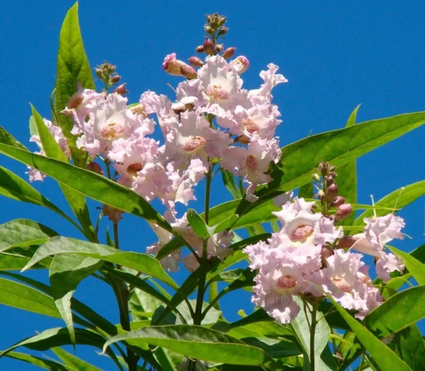 Chitalpa Tashkentensis Morning Cloud Plant - Live Plant 3 Ft Tall