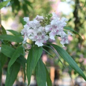 Chitalpa Tashkentensis Morning Cloud Plant - Live Plant 3 Ft Tall