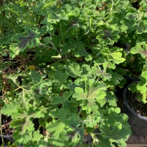 Chocolate Mint Geranium Plant - Live Plant in 6 Inch Pot