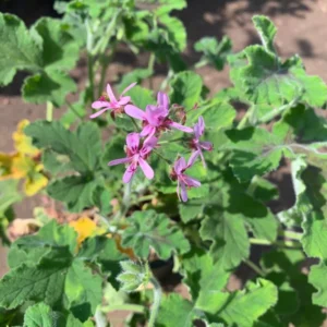 Chocolate Mint Geranium Plant - Live Plant in 6 Inch Pot