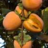 Chocolate Persimmon Tree 2-3 ft Grafted Fruit Tree for Home Gardens