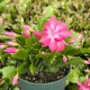 Christmas Cactus Flowering House Plant 6 inch Pot Indoor Plant