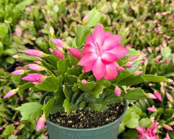 Christmas Cactus Flowering House Plant 6 inch Pot Indoor Plant