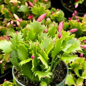Christmas Cactus Flowering House Plant 6 inch Pot Indoor Plant