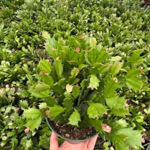 Christmas Cactus Flowering House Plant 6 inch Pot Indoor Plant