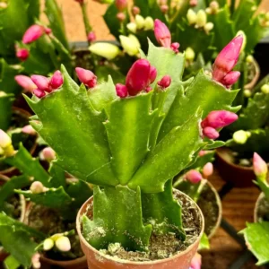 Christmas Cactus Flowering House Plant 6 inch Pot Indoor Plant
