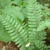 Christmas Fern Rhizomes - 20 Bare Root Polystichum Acrostichoides Fern