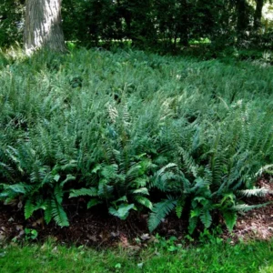 Christmas Fern Rhizomes - 20 Bare Root Polystichum Acrostichoides Fern