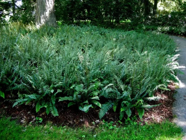 Christmas Fern Rhizomes - 20 Bare Root Polystichum Acrostichoides Fern