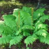 Cinnamon Fern 20 Rhizome Root Osmundastrum Cinnamomeum - Hardy Perennial