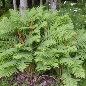 Cinnamon Fern 20 Rhizome Root Osmundastrum Cinnamomeum - Hardy Perennial