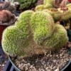 Cleistocactus Winteri Cristata Golden Rat Tail Cactus - 6'' Pot - Rare Exotic Succulent