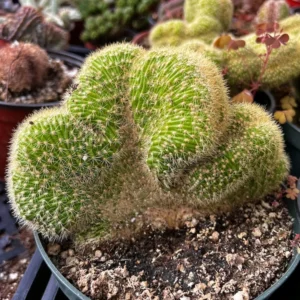 Cleistocactus Winteri Cristata Golden Rat Tail Cactus - 6'' Pot - Rare Exotic Succulent