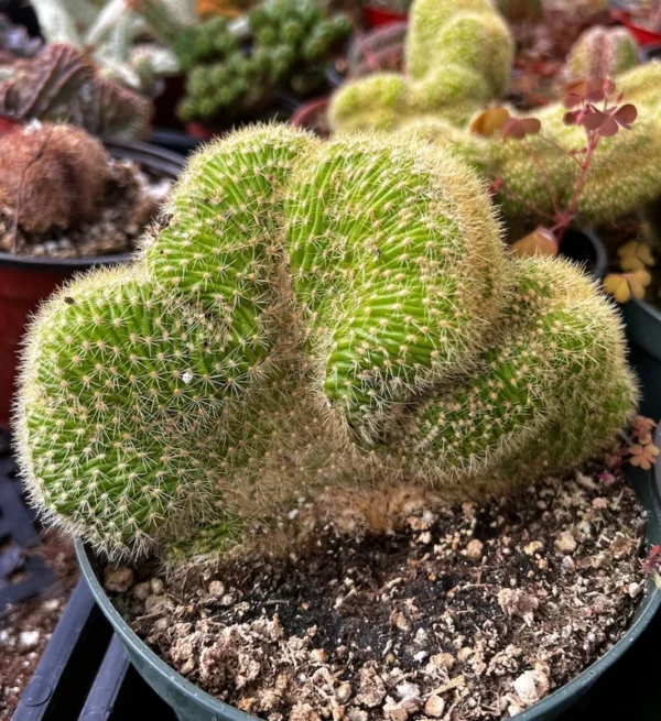 Cleistocactus Winteri Cristata Golden Rat Tail Cactus - 6'' Pot - Rare Exotic Succulent
