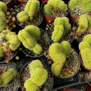 Cleistocactus Winteri Cristata Golden Rat Tail Cactus - 6'' Pot - Rare Exotic Succulent