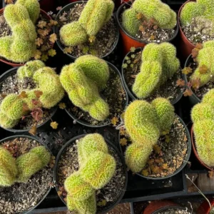 Cleistocactus Winteri Cristata Golden Rat Tail Cactus - 6'' Pot - Rare Exotic Succulent