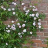 Climbing Rose Plant - Rosa Cecile Brunner, 1-2 Ft Tall, 6 Inch Pot