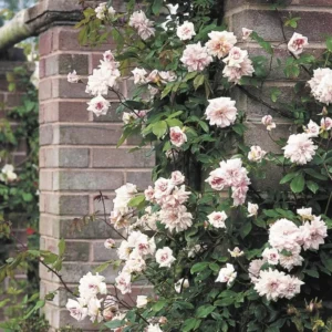 Climbing Rose Plant - Rosa Cecile Brunner, 1-2 Ft Tall, 6 Inch Pot