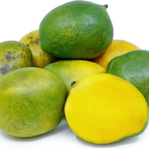 Coconut Cream Mango Tree - Grafted Fruit Tree - 1 Feet - 6