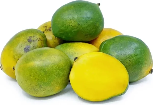Coconut Cream Mango Tree - Grafted Fruit Tree - 1 Feet - 6" Pot - Delicious Flavor