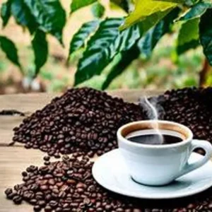 Coffee Tree Plant - Premium 3 Gallon Size - Garden Ready Tree - Not Ship CA