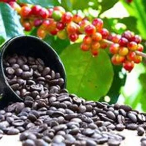 Coffee Tree Plant - Premium 3 Gallon Size - Garden Ready Tree - Not Ship CA