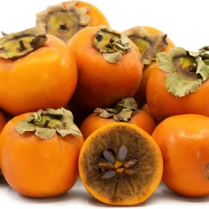 Coffeecake Persimmon Tree - Grafted Fruit Tree - 3-4 ft - 3 Gallon Pot